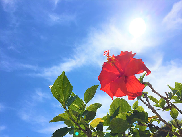 弁護士 村上 恵実